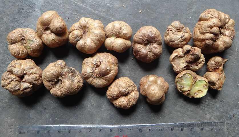德清县木天蓼，木天蓼果，虫瘿果