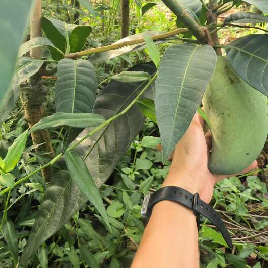 灵山县金煌芒3-5公分，带果发货