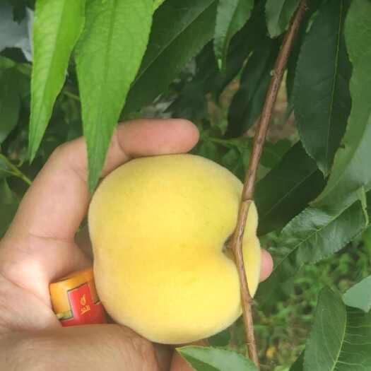 兰陵县黄金蜜桃，快要大量上市