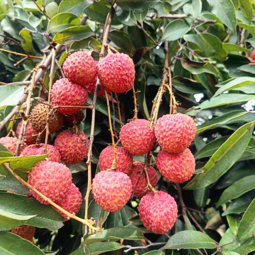 桂平市桂味无公害自家种植带着母本的录点是自然生成