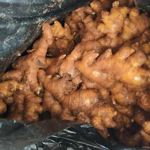 南宁广西南宁大黄姜带土生鲜蔬菜葱姜蒜类