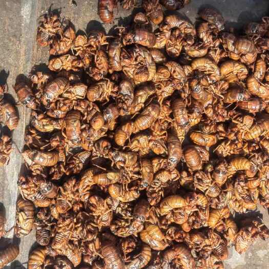 泗水县大量出售！新鲜出炉！价格便宜