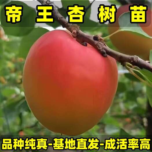 营口正品帝王杏树苗 品种纯真 产地现起现发 根系发达 成活率高