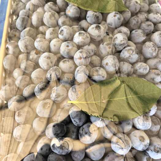 凤城市脆甜蓝莓《蓝金品种》