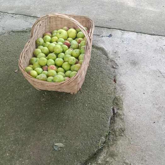 荆门翠玉梨，八宝舟李子，四川凤凰李