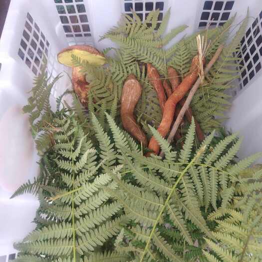 禄丰市云南禄丰鲜鸡枞菌 食用菌类蔬菜 直达全国
