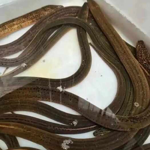 彝良县黄鳝