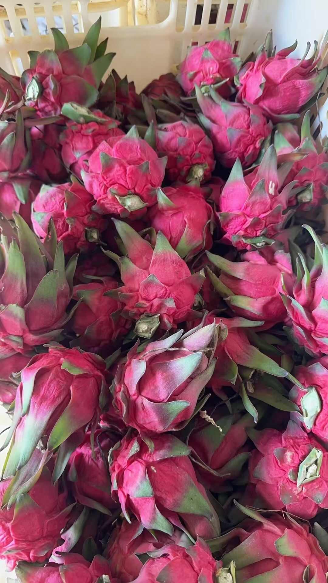 火龙果大量现货供应