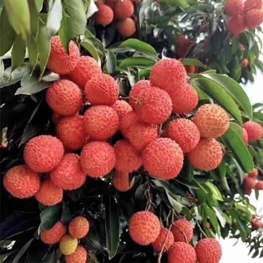 惠来县大果园现摘桂味荔枝
