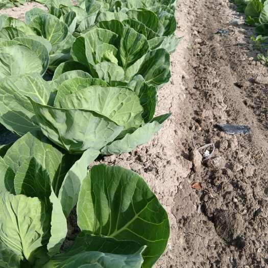 石河子市小包菜中甘十二号，色泽翠绿，高圆形，无虫眼，单颗1至2公斤。