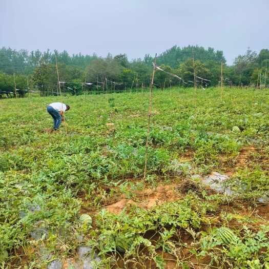 宜兴市西瓜批量上市