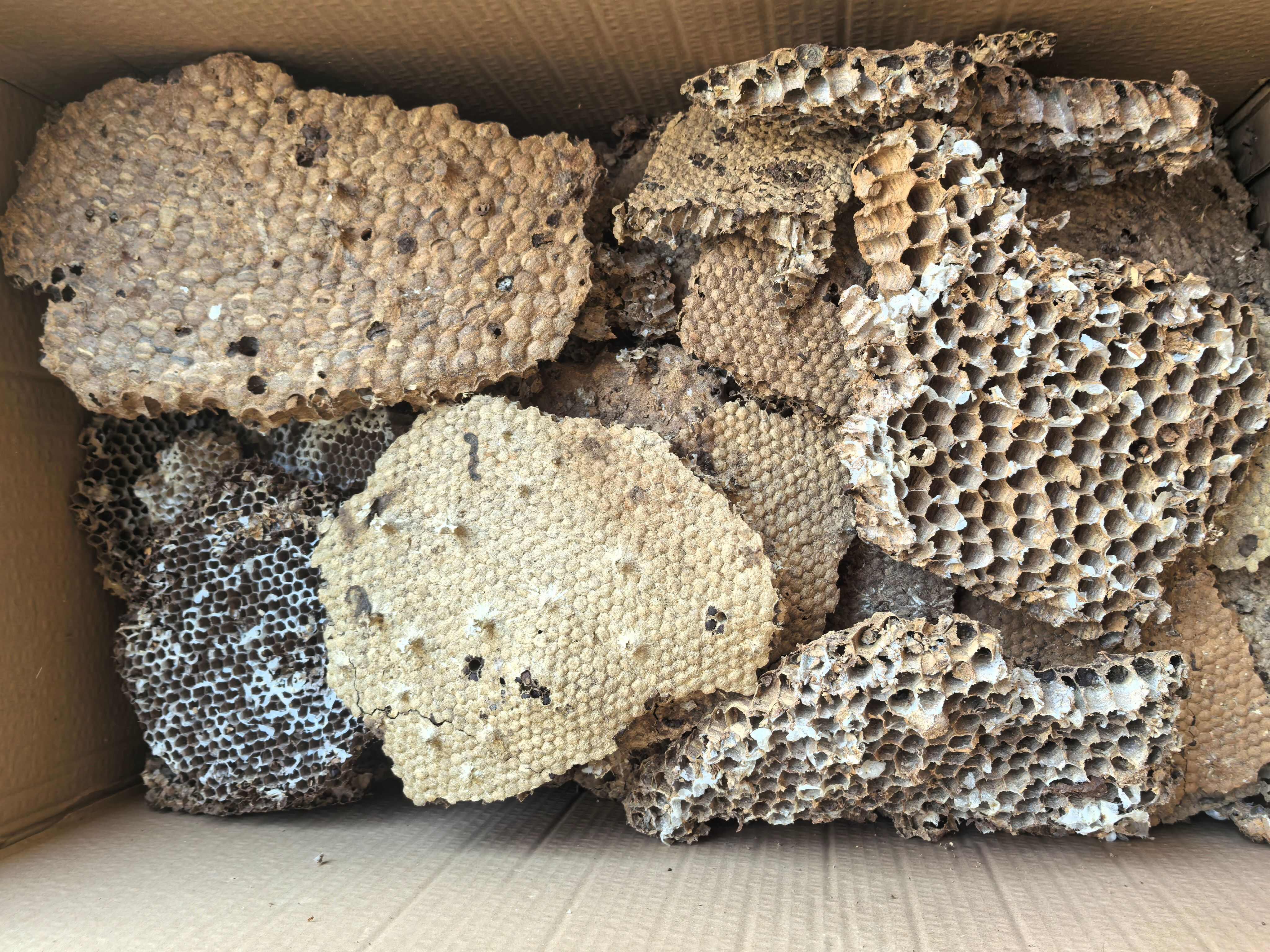 蜂房土蜂房中药材蜂房蜂巢马蜂窝露蜂中药材 马蜂窝 