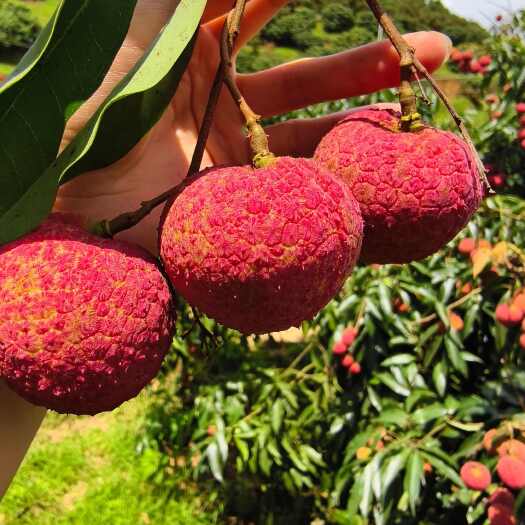 灵山县广西灵山无核荔枝 新鲜采摘水果 肉厚多汁 水果批发直供