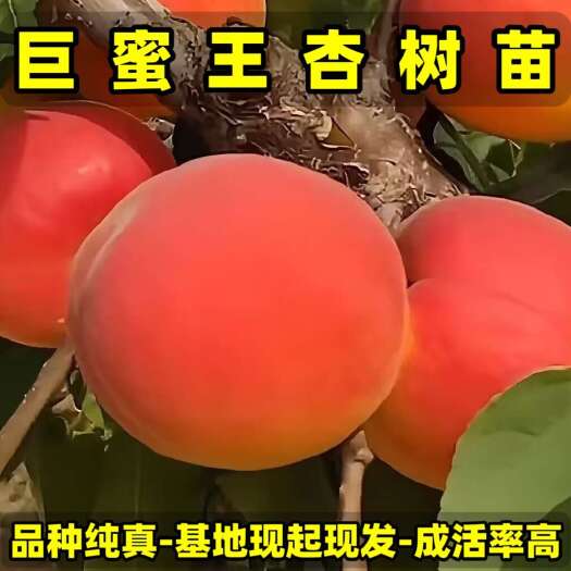 巨蜜王杏树苗 品种纯真 基地现起现发货 成活率高 提供技术