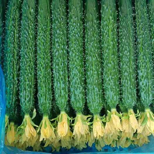 带刺黄瓜 30cm以上 干花带刺