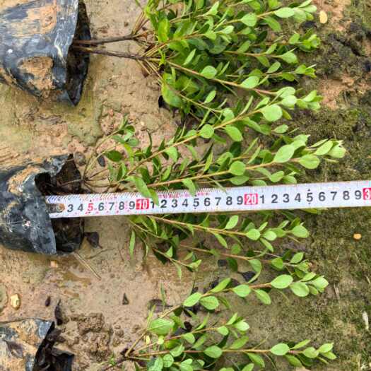 郴州夏鹃夏杜鹃枝叶茂盛根须发达，工程苗杯苗大量供应