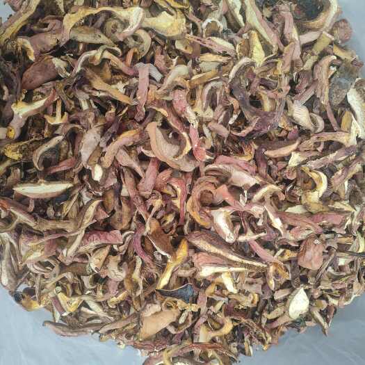 昆明红牛肝菌