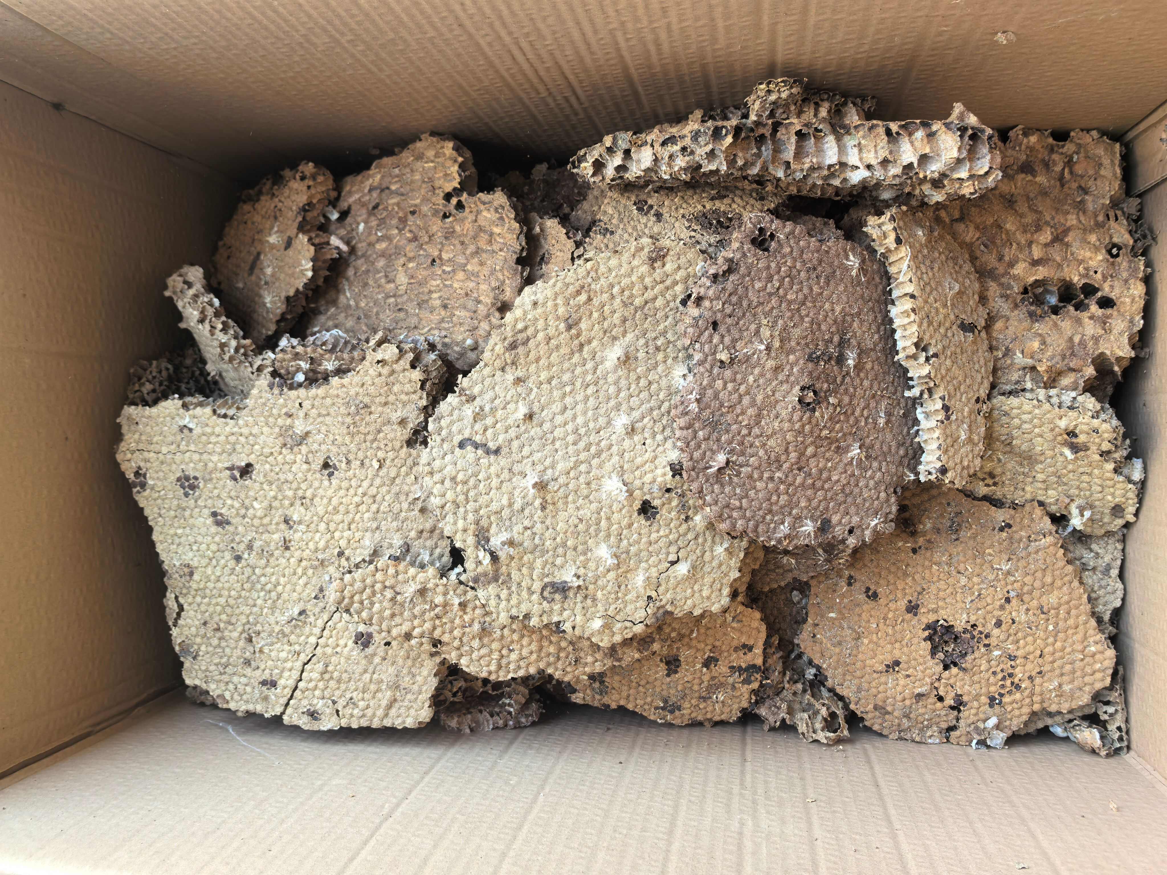 蜂房土蜂房中药材蜂房蜂巢马蜂窝露蜂中药材 马蜂窝 