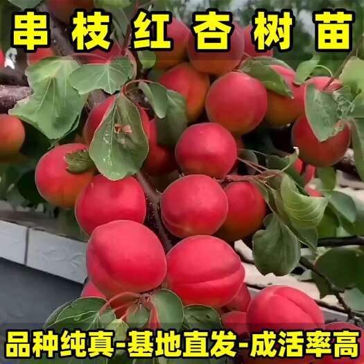 串枝红杏树苗 品种纯真 基地现起现发货 成活率高提供种植技术