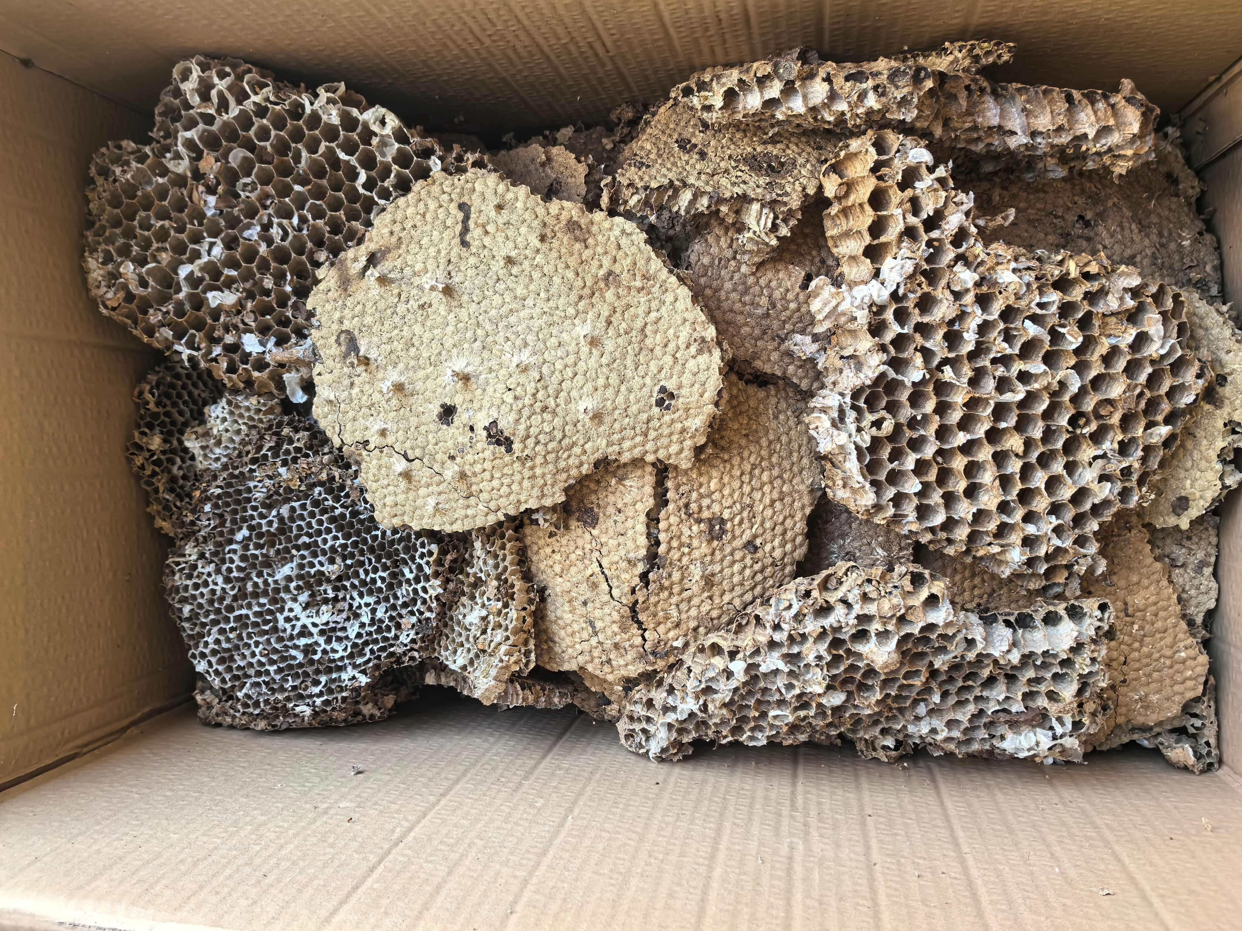 蜂房土蜂房中药材蜂房蜂巢马蜂窝露蜂中药材 马蜂窝 