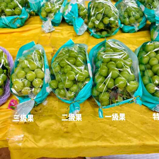 弥勒市阳光玫瑰葡萄