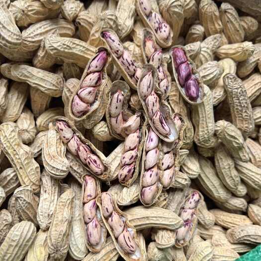 云南孟连七彩花生缅甸七彩彩色花生黑花生 源头批发