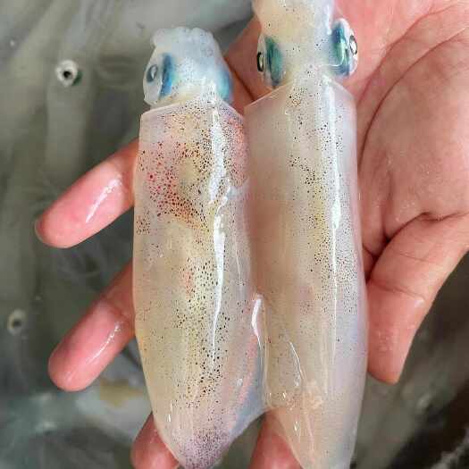 笔管鱿鱼10公分，不缩水
