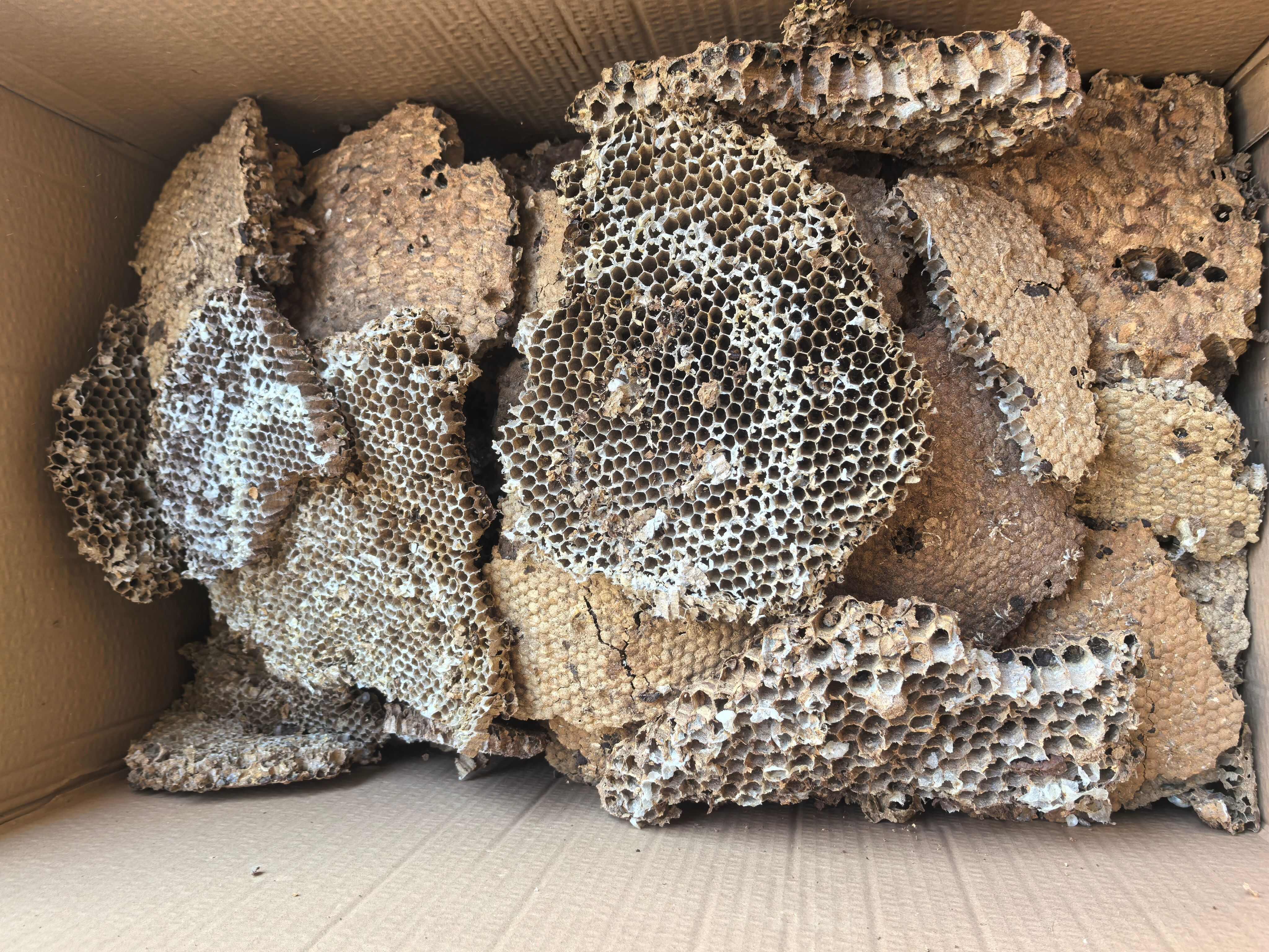 蜂房土蜂房中药材蜂房蜂巢马蜂窝露蜂中药材 马蜂窝 