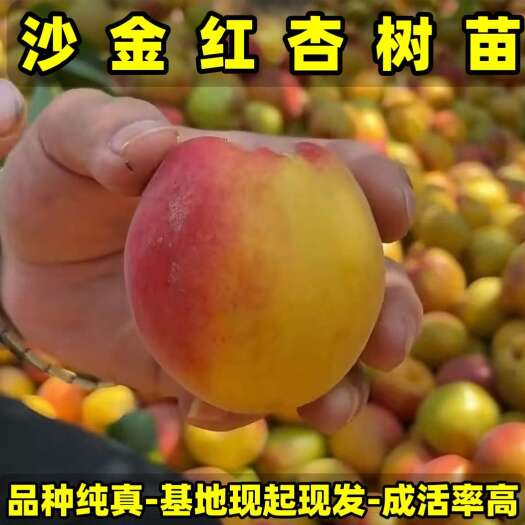营口沙金红杏树苗 辽南名杏 品种纯真 基地现起现发货成活率高