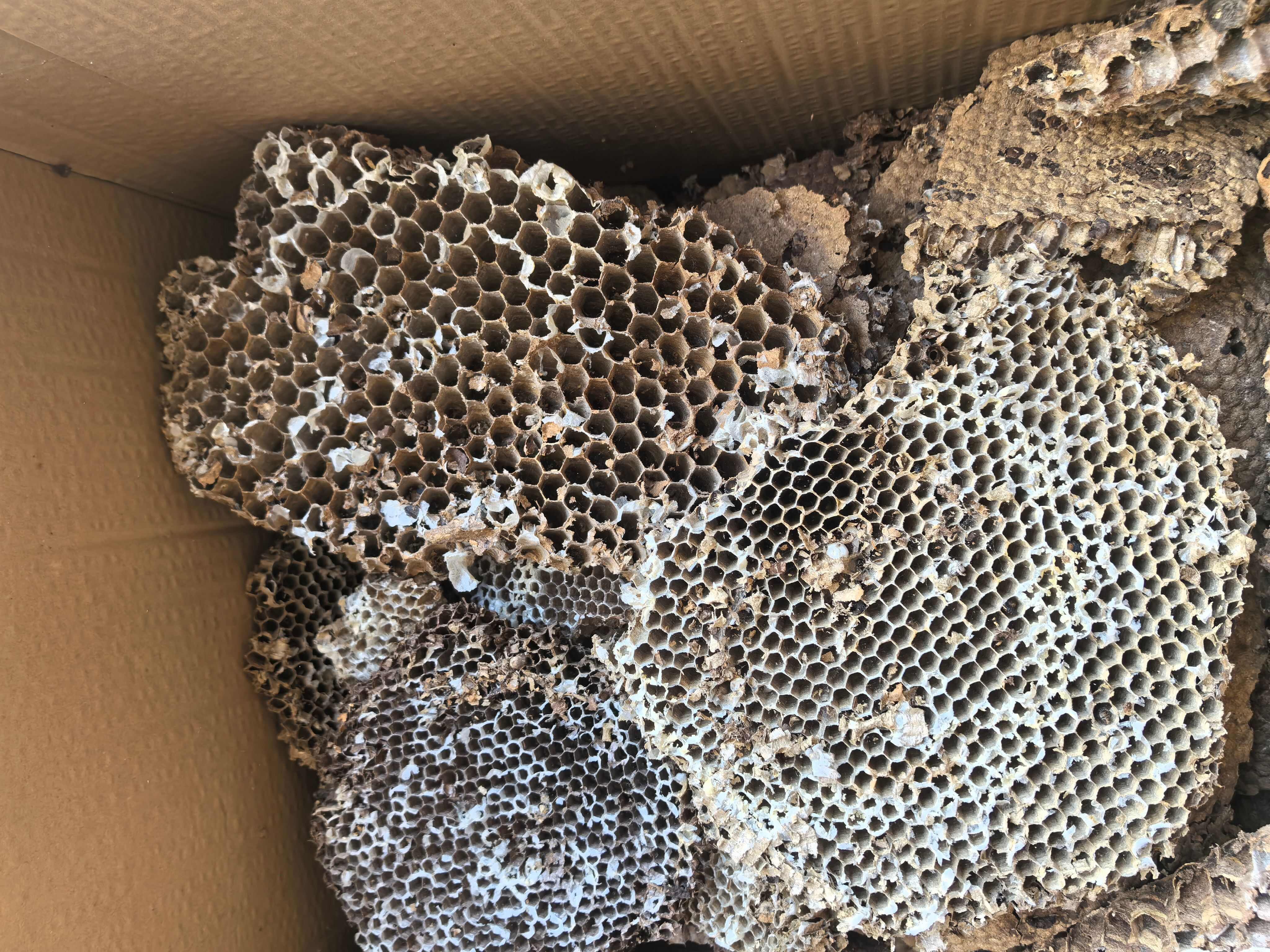 蜂房土蜂房中药材蜂房蜂巢马蜂窝露蜂中药材 马蜂窝 