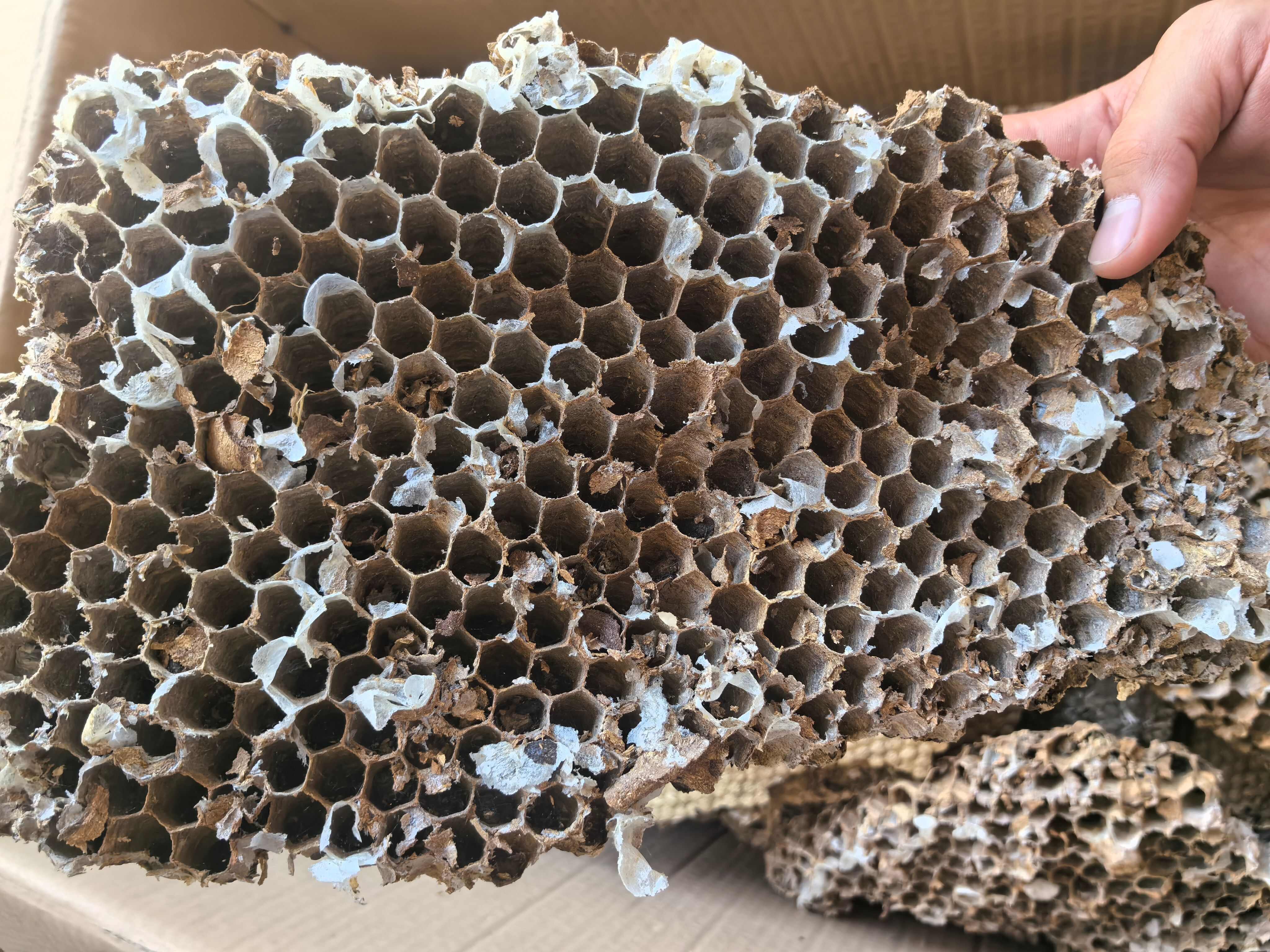 蜂房土蜂房中药材蜂房蜂巢马蜂窝露蜂中药材 马蜂窝 