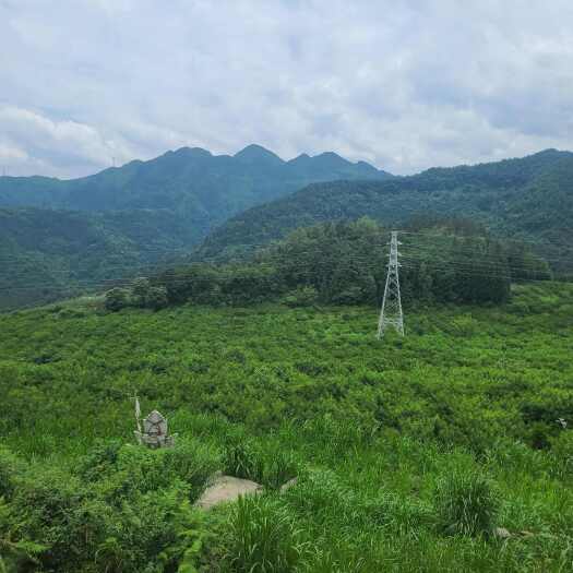 盘州市贵州锦绣黄桃2025年7月15日上市了