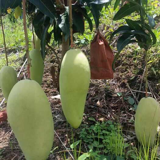 元江县金煌芒果