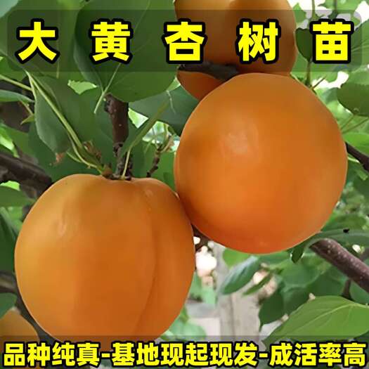 营口正品大黄杏树苗 品种纯真 产地现起现发货 根系发达 成活率高