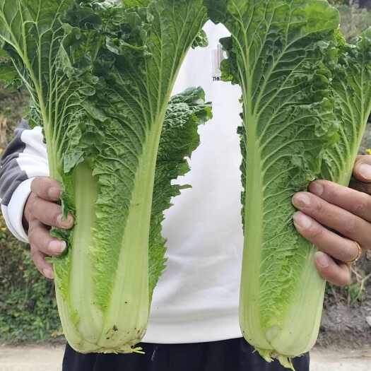 六盘水秋绿青口白菜