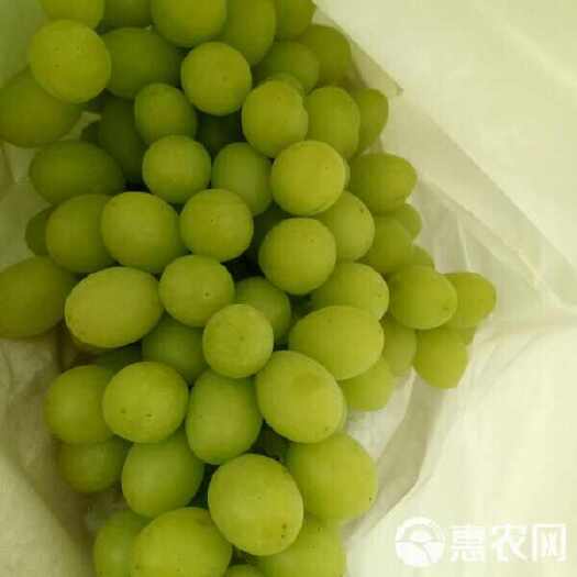 宾川县自己种植的白鸡心—青提葡萄，品质好，甜脆口感