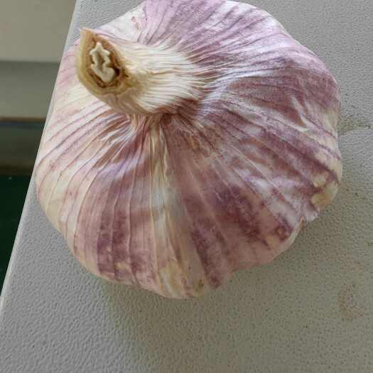 徐州5公分紫皮大蒜