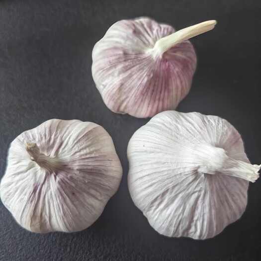 徐州4.0公分紫皮大蒜