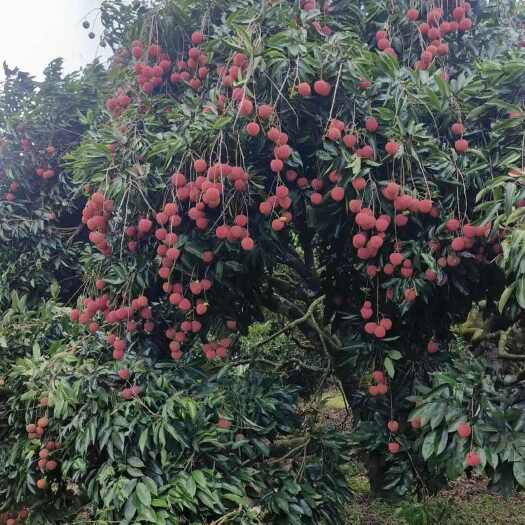 化州市荔枝桂味新鲜水果广东茂名化州直供
