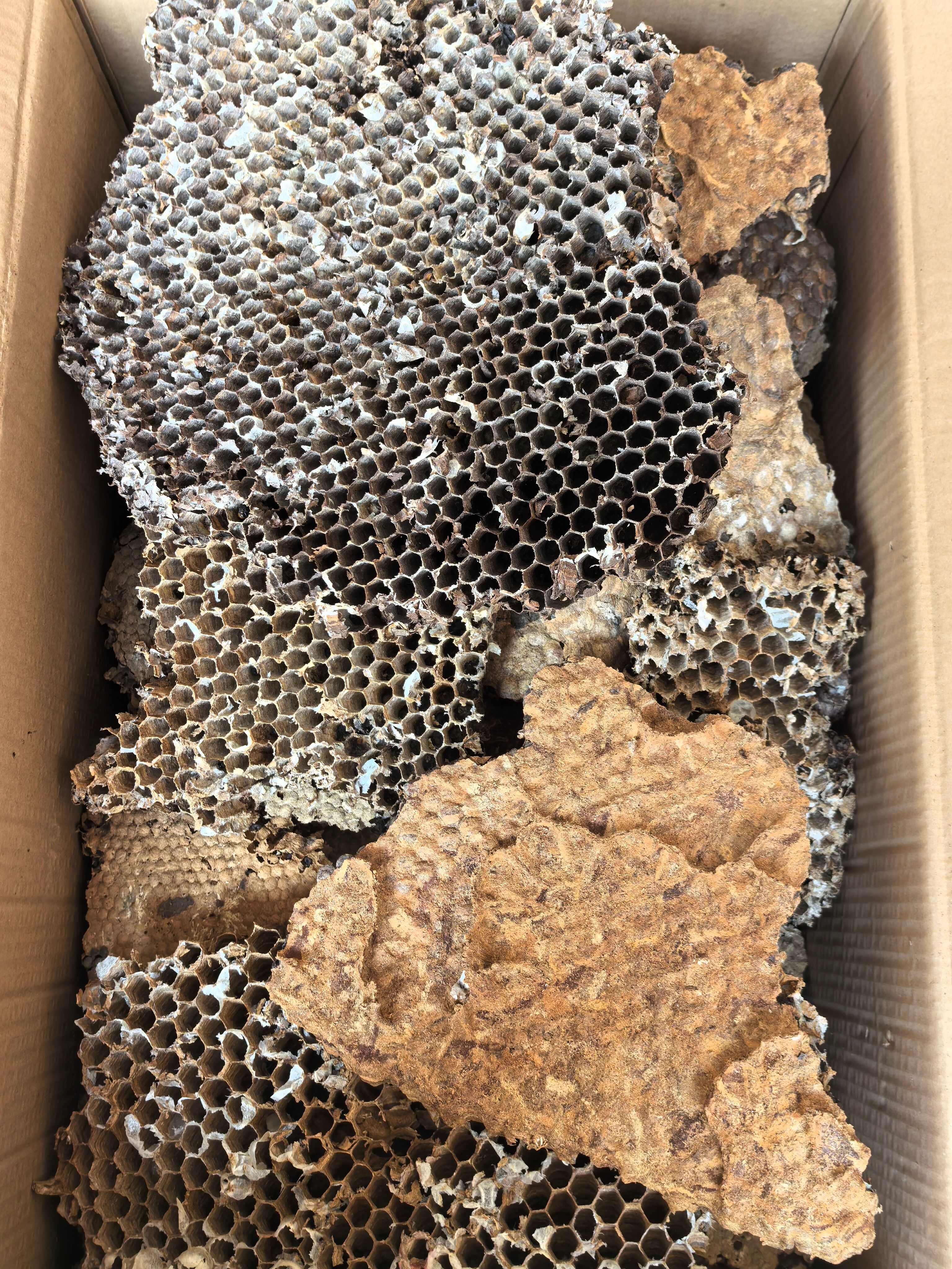 蜂房土蜂房中药材蜂房蜂巢马蜂窝露蜂中药材 马蜂窝 