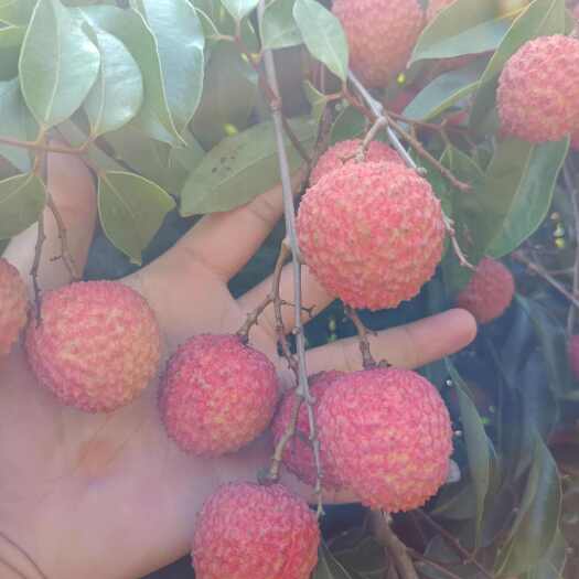 惠来县自家果园桂味