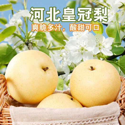辛集市皇冠梨  鸭梨