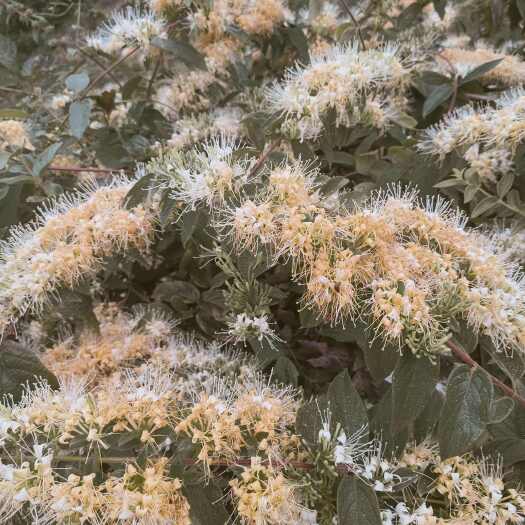 安龙县贵州金银花