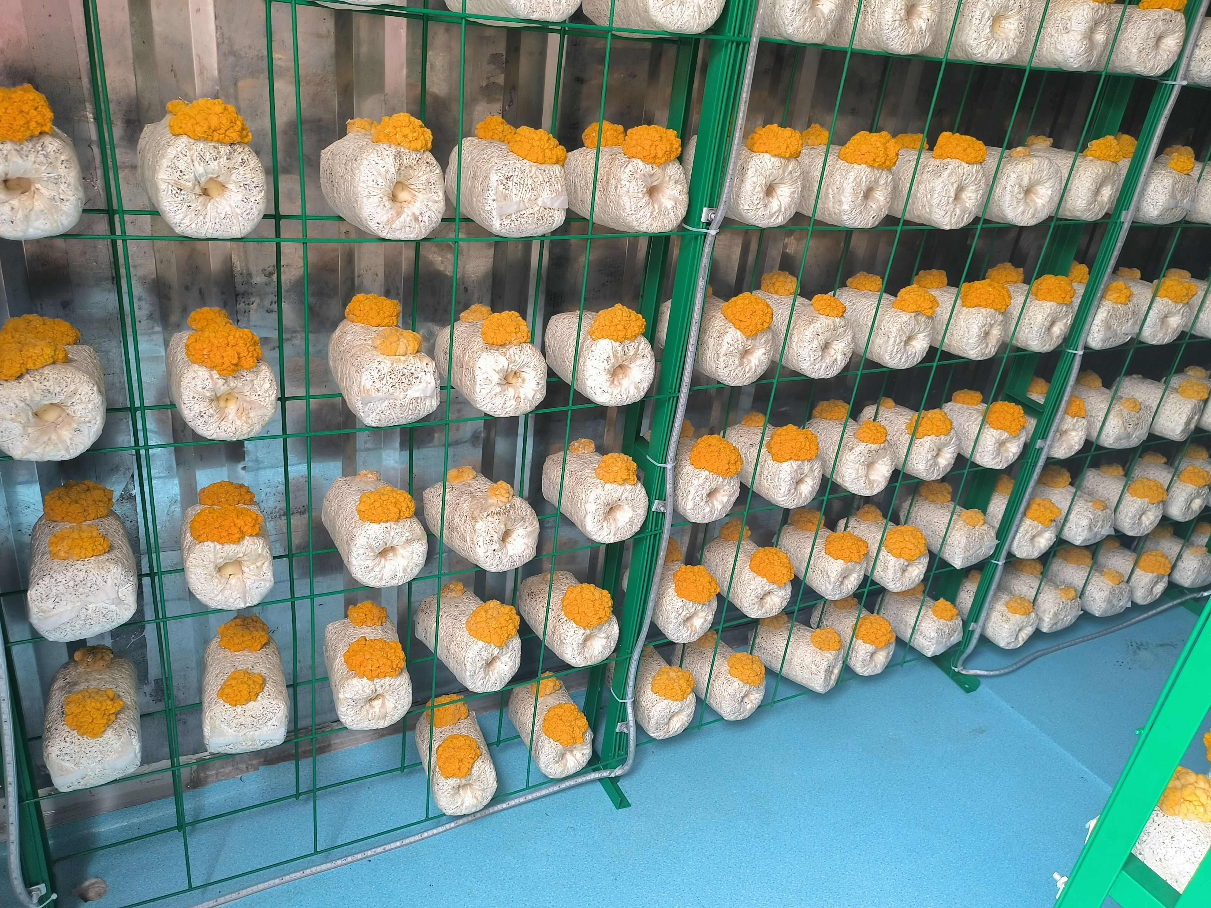 新鲜金耳菌