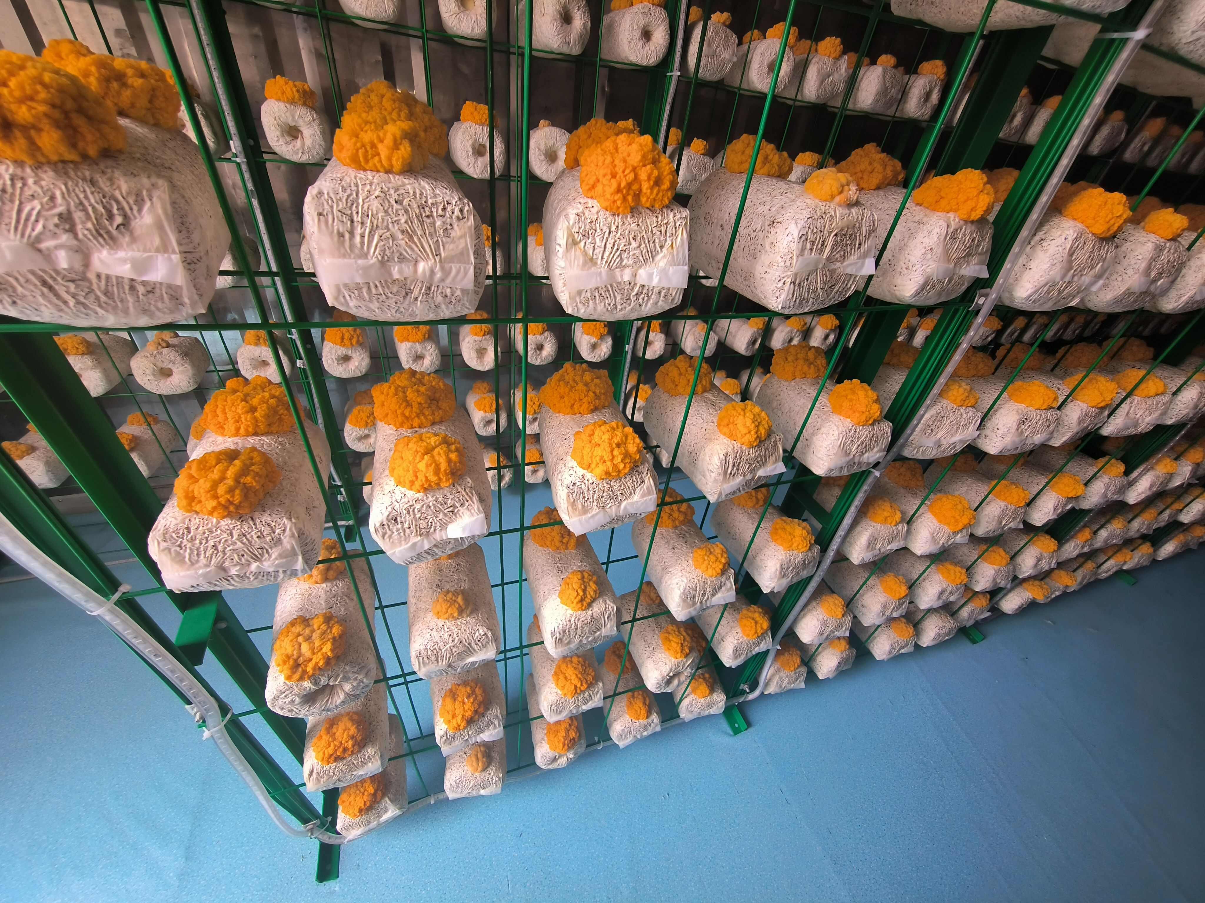 新鲜金耳菌