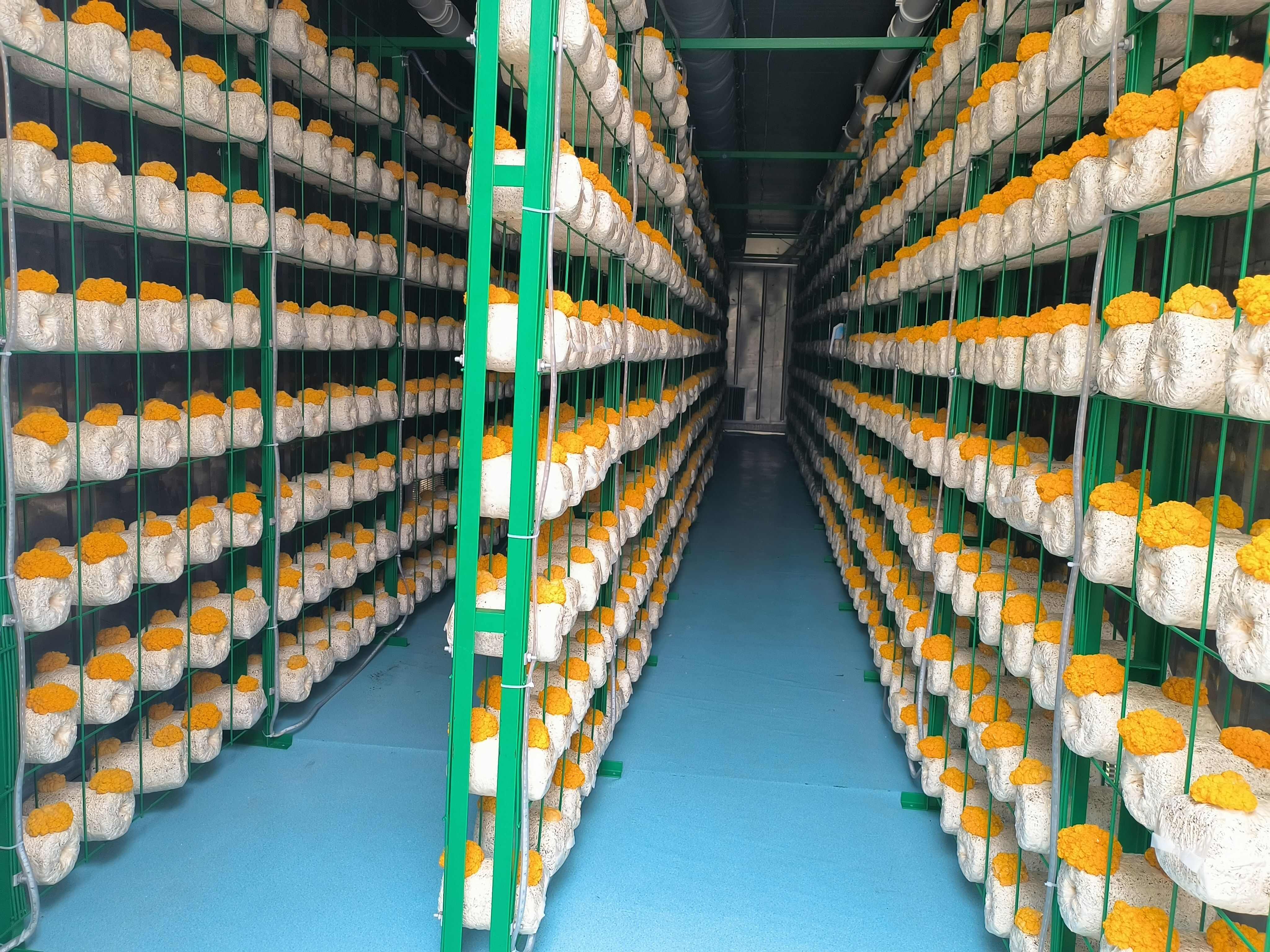 新鲜金耳菌
