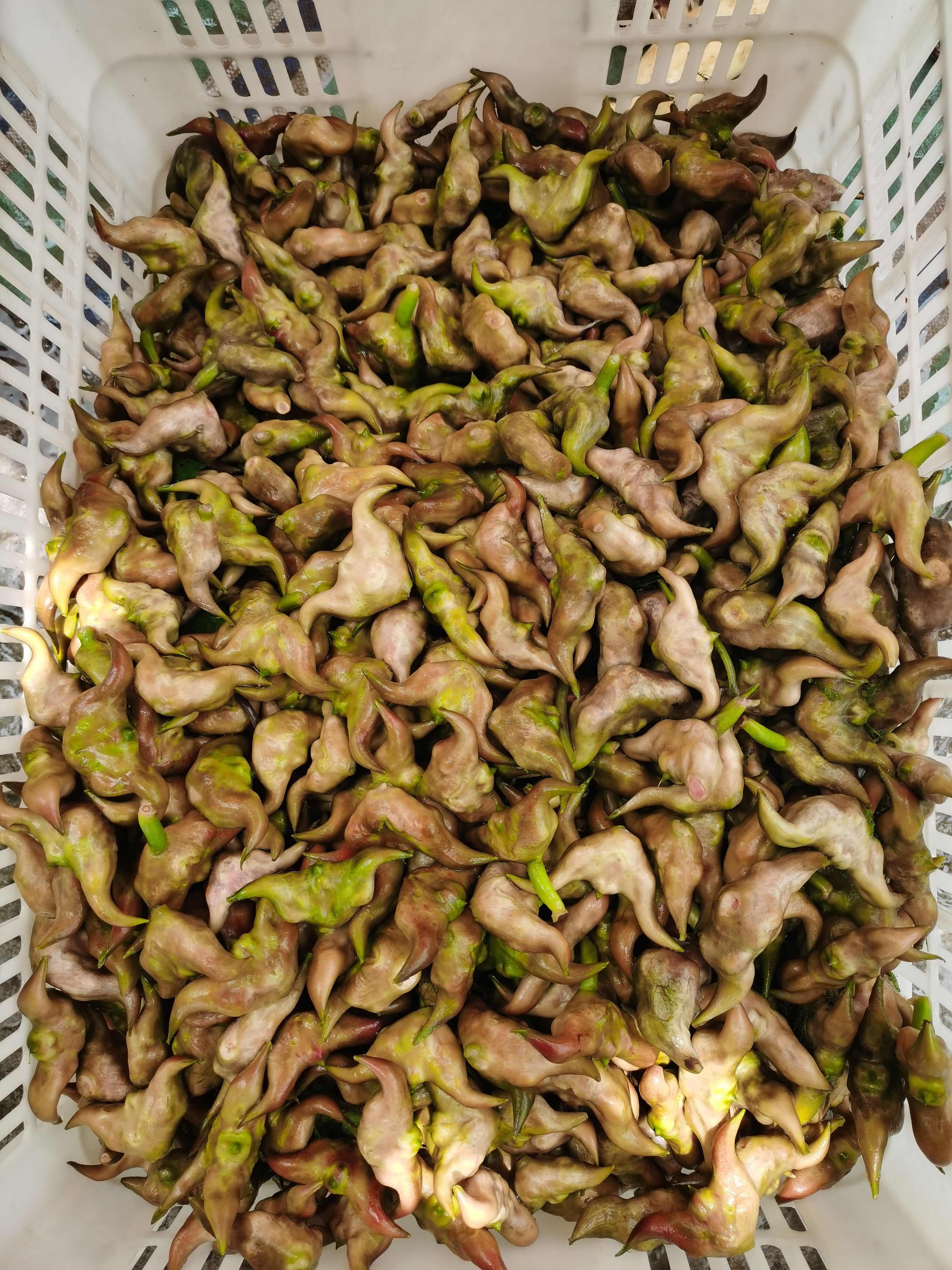 湖北嫩菱角，可以直接掰开当水果吃。