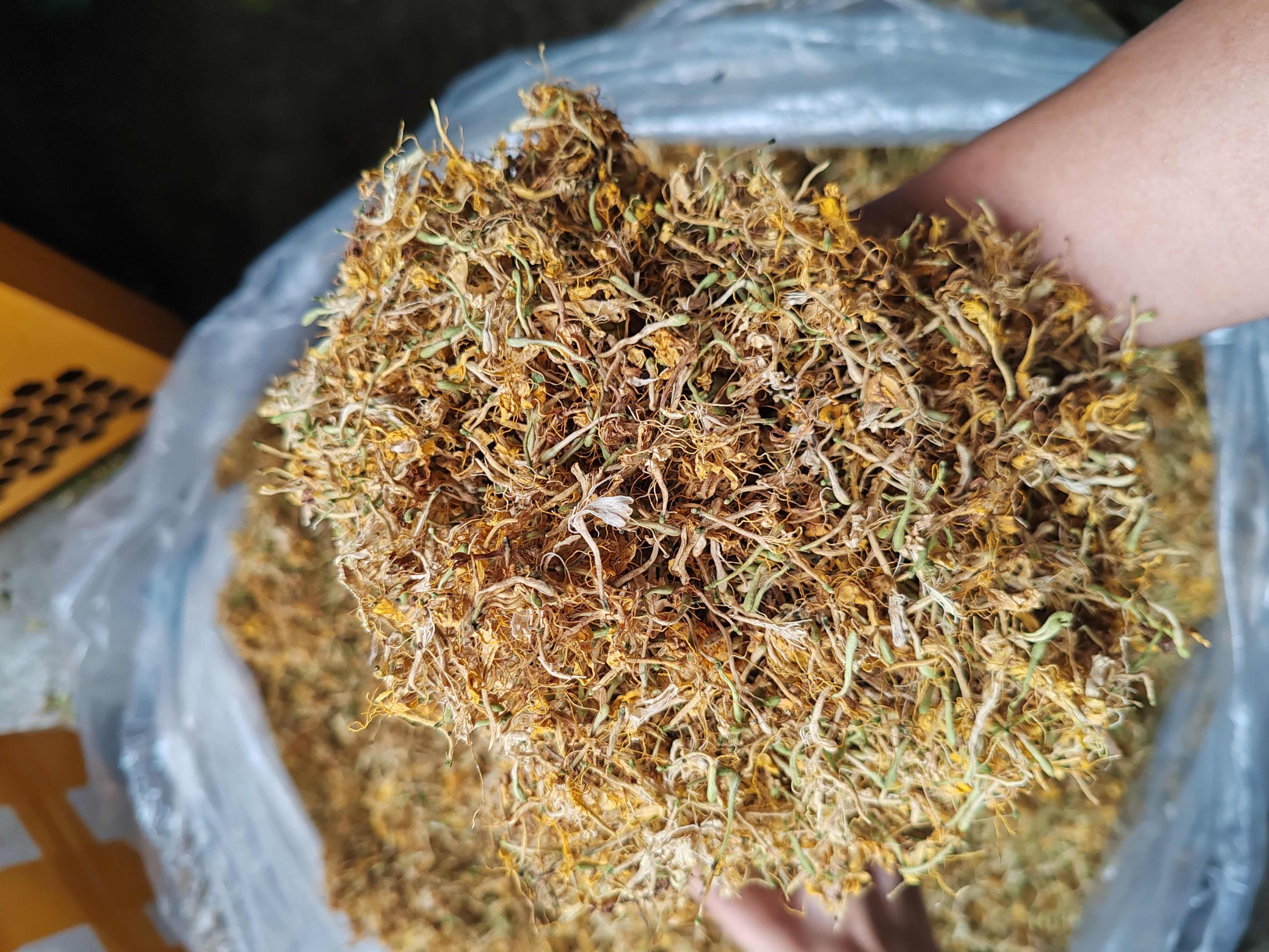 金银花纯花，颜色漂亮，花香扑鼻