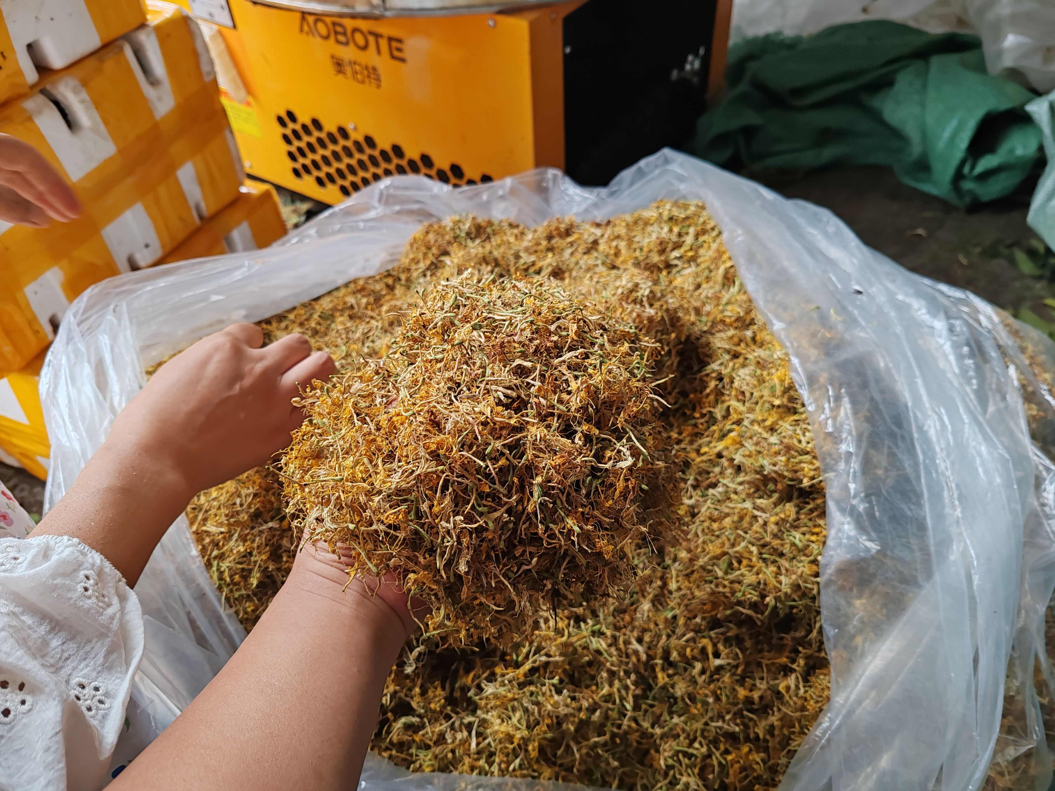 金银花纯花，颜色漂亮，花香扑鼻