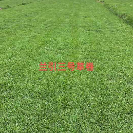 博罗县兰引三号草坪 足球场专用草